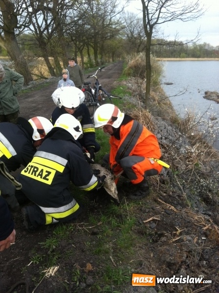 Zdjęcie w galerii na portalu naszwodzislaw.com: Lubomscy strażacy ratowali łabędzia wiadomości z regionu