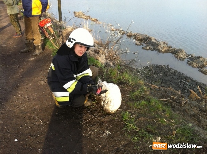 Zdjęcie w galerii na portalu naszwodzislaw.com: Lubomscy strażacy ratowali łabędzia wiadomości z regionu