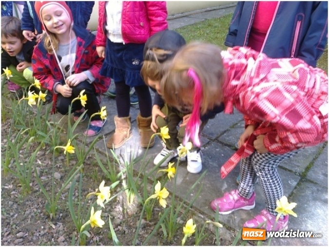 Zdjęcie w galerii na portalu naszwodzislaw.com: Przedszkolaki przyłączyły  się do międzynarodowej akcji hospicyjnej Pola Nadziei wiadomości z regionu