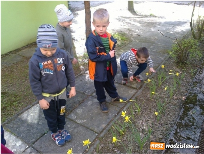 Zdjęcie w galerii na portalu naszwodzislaw.com: Przedszkolaki przyłączyły  się do międzynarodowej akcji hospicyjnej Pola Nadziei wiadomości z regionu