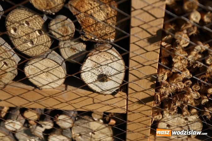 Zdjęcie w galerii na portalu naszwodzislaw.com: W 