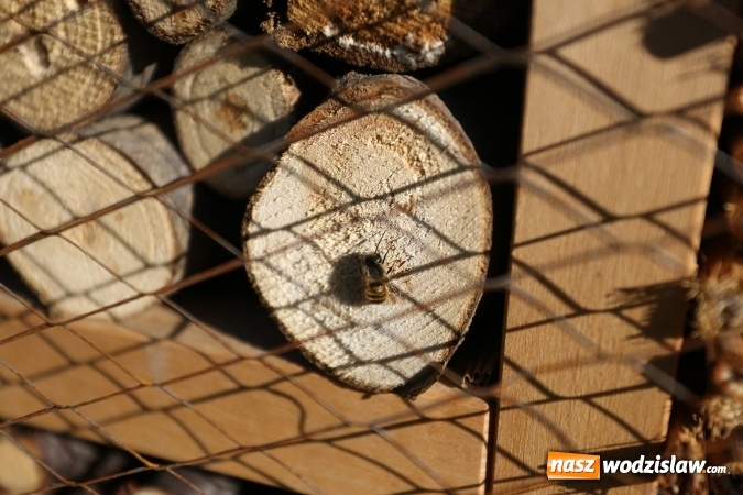 Zdjęcie w galerii na portalu naszwodzislaw.com: W 