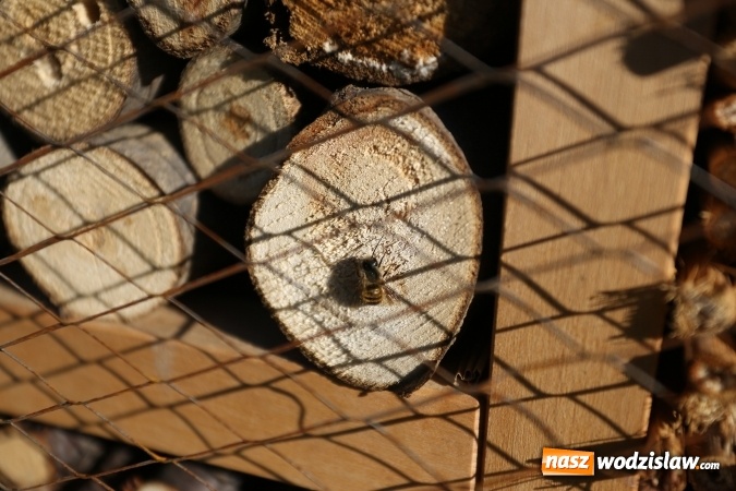 Zdjęcie w galerii na portalu naszwodzislaw.com: W 