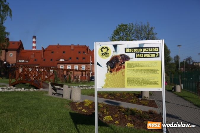 Zdjęcie w galerii na portalu naszwodzislaw.com: W 