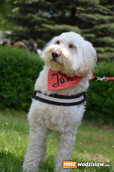 Zdjęcie w galerii na portalu naszwodzislaw.com: Dali się porwać bluesowym rytmom wiadomości z regionu