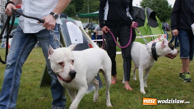 Zdjęcie w galerii na portalu naszwodzislaw.com: II Międzynarodowa wystawa Ps&oacute;w Rasowych w Połomi wiadomości z regionu