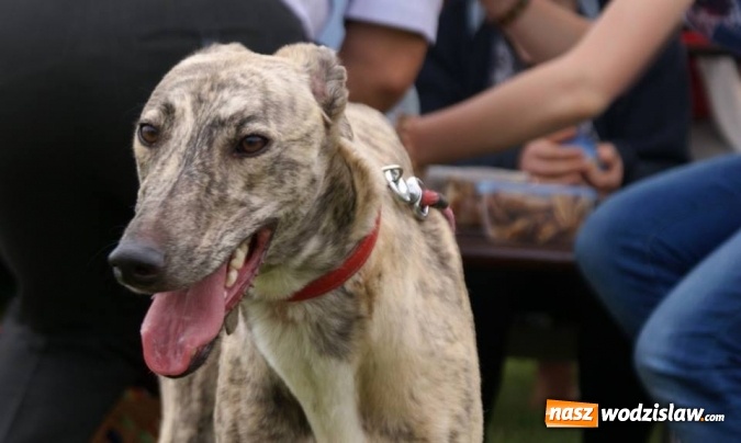 Zdjęcie w galerii na portalu naszwodzislaw.com: II Międzynarodowa wystawa Ps&oacute;w Rasowych w Połomi wiadomości z regionu
