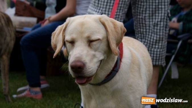 Zdjęcie w galerii na portalu naszwodzislaw.com: II Międzynarodowa wystawa Ps&oacute;w Rasowych w Połomi wiadomości z regionu