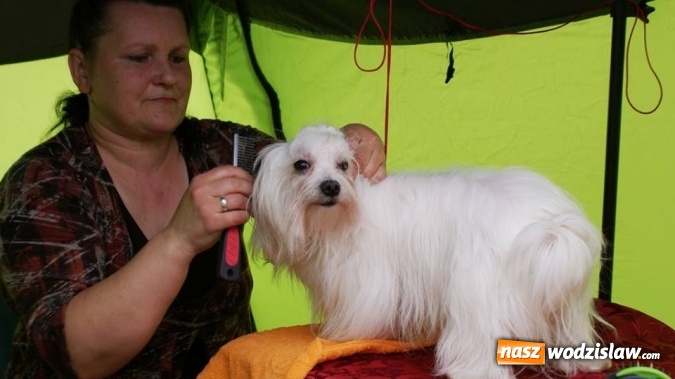 Zdjęcie w galerii na portalu naszwodzislaw.com: II Międzynarodowa wystawa Ps&oacute;w Rasowych w Połomi wiadomości z regionu