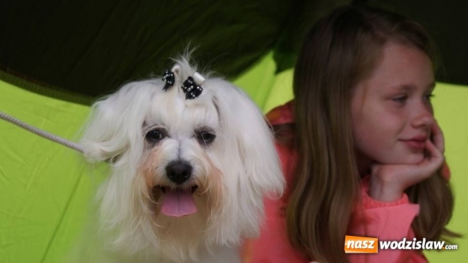 Zdjęcie w galerii na portalu naszwodzislaw.com: II Międzynarodowa wystawa Ps&oacute;w Rasowych w Połomi wiadomości z regionu