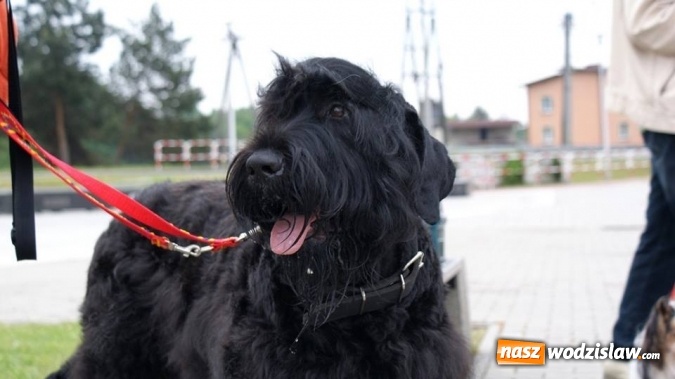 Zdjęcie w galerii na portalu naszwodzislaw.com: II Międzynarodowa wystawa Ps&oacute;w Rasowych w Połomi wiadomości z regionu