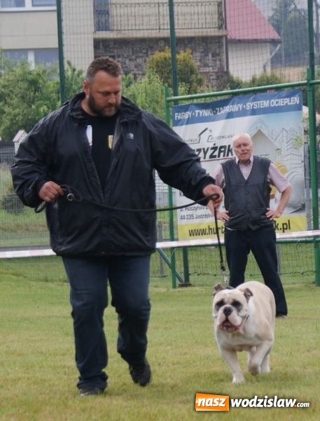 Zdjęcie w galerii na portalu naszwodzislaw.com: II Międzynarodowa wystawa Ps&oacute;w Rasowych w Połomi wiadomości z regionu