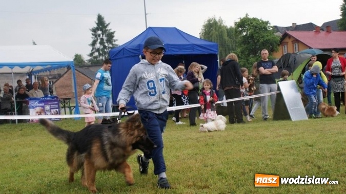 Zdjęcie w galerii na portalu naszwodzislaw.com: II Międzynarodowa wystawa Ps&oacute;w Rasowych w Połomi wiadomości z regionu