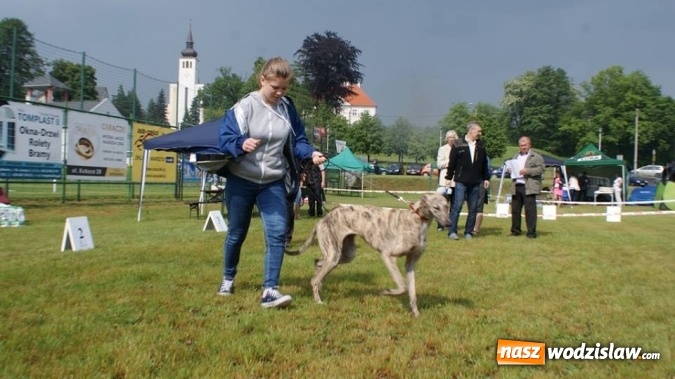 Zdjęcie w galerii na portalu naszwodzislaw.com: II Międzynarodowa wystawa Ps&oacute;w Rasowych w Połomi wiadomości z regionu