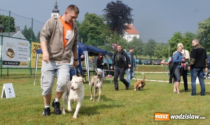 Zdjęcie w galerii na portalu naszwodzislaw.com: II Międzynarodowa wystawa Ps&oacute;w Rasowych w Połomi wiadomości z regionu