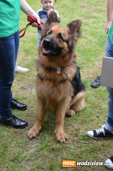 Zdjęcie w galerii na portalu naszwodzislaw.com: Trzynastu laureatów konkursu EkoAktywni 2016 FOTO I WIDEO wiadomości z regionu