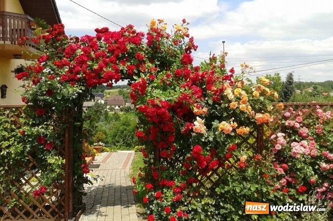 Zdjęcie w galerii na portalu naszwodzislaw.com: W Gminie Mszana wybrany zostanie najpiękniejszy ogród 2016 roku wiadomości z regionu