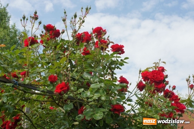 Zdjęcie w galerii na portalu naszwodzislaw.com: W Gminie Mszana wybrany zostanie najpiękniejszy ogród 2016 roku wiadomości z regionu