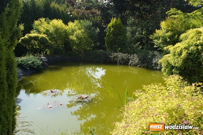 Zdjęcie w galerii na portalu naszwodzislaw.com: W Gminie Mszana wybrany zostanie najpiękniejszy ogród 2016 roku wiadomości z regionu