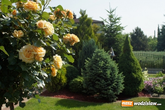 Zdjęcie w galerii na portalu naszwodzislaw.com: W Gminie Mszana wybrany zostanie najpiękniejszy ogród 2016 roku wiadomości z regionu