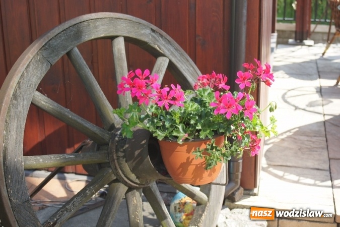 Zdjęcie w galerii na portalu naszwodzislaw.com: W Gminie Mszana wybrany zostanie najpiękniejszy ogród 2016 roku wiadomości z regionu