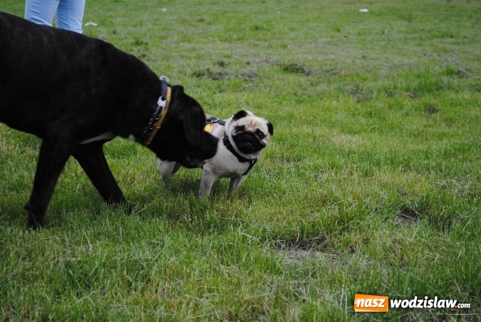 Zdjęcie w galerii na portalu naszwodzislaw.com: 