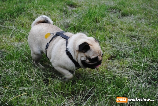 Zdjęcie w galerii na portalu naszwodzislaw.com: 