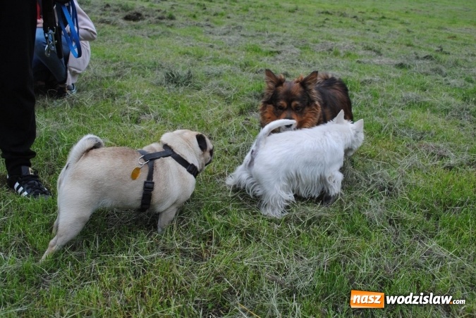 Zdjęcie w galerii na portalu naszwodzislaw.com: 