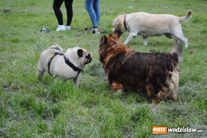 Zdjęcie w galerii na portalu naszwodzislaw.com: 