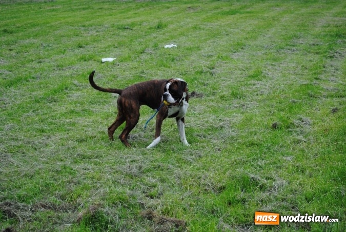 Zdjęcie w galerii na portalu naszwodzislaw.com: 