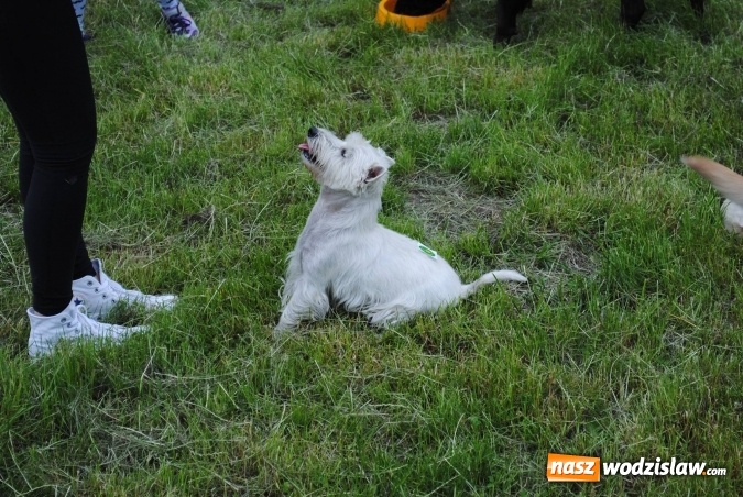 Zdjęcie w galerii na portalu naszwodzislaw.com: 