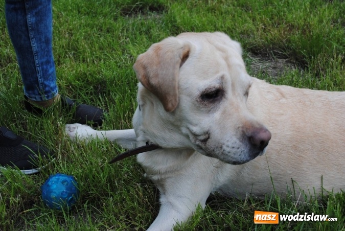 Zdjęcie w galerii na portalu naszwodzislaw.com: 