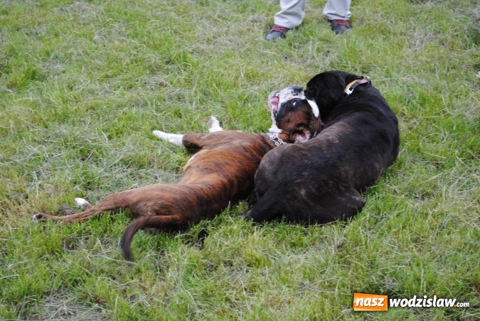 Zdjęcie w galerii na portalu naszwodzislaw.com: 