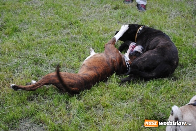 Zdjęcie w galerii na portalu naszwodzislaw.com: 