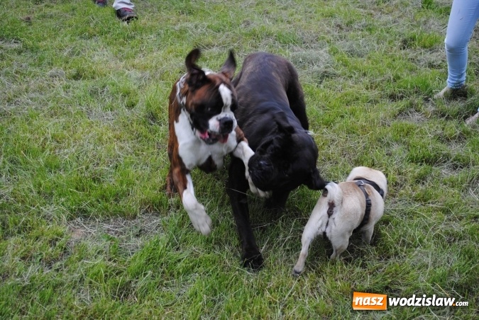 Zdjęcie w galerii na portalu naszwodzislaw.com: 