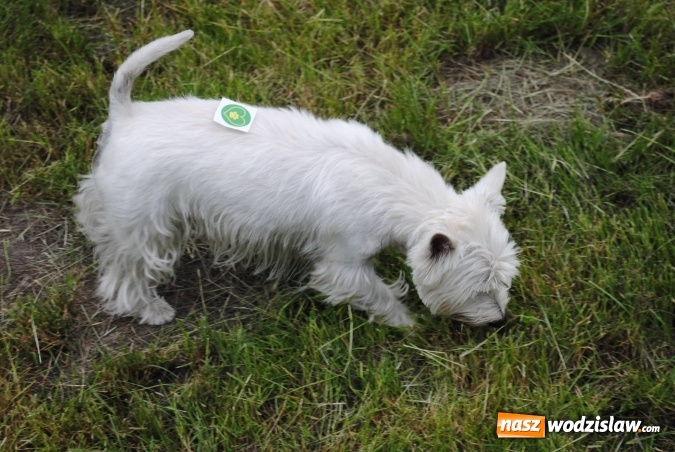 Zdjęcie w galerii na portalu naszwodzislaw.com: 