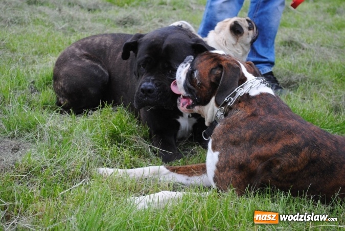 Zdjęcie w galerii na portalu naszwodzislaw.com: 