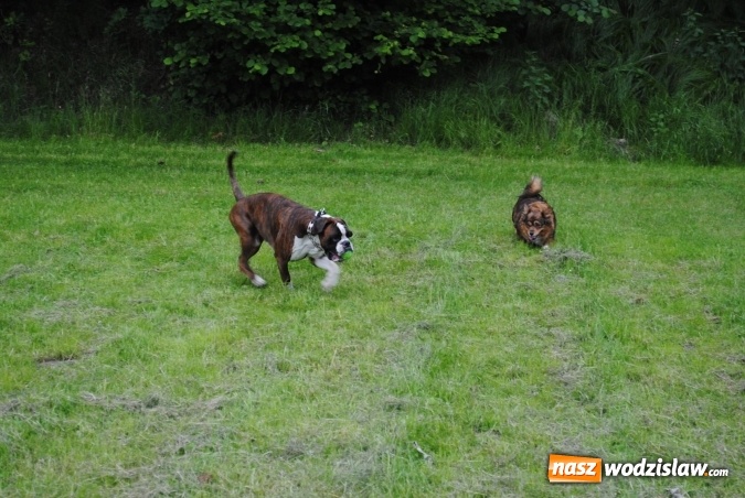 Zdjęcie w galerii na portalu naszwodzislaw.com: 