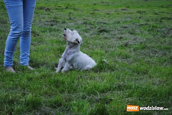 Zdjęcie w galerii na portalu naszwodzislaw.com: 