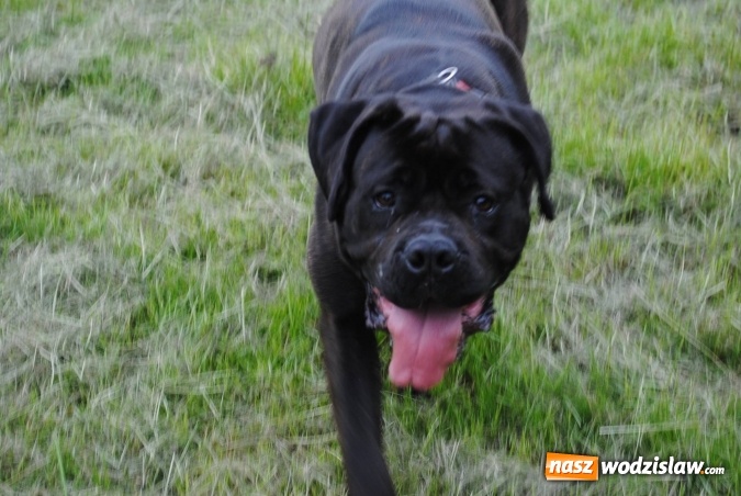 Zdjęcie w galerii na portalu naszwodzislaw.com: 