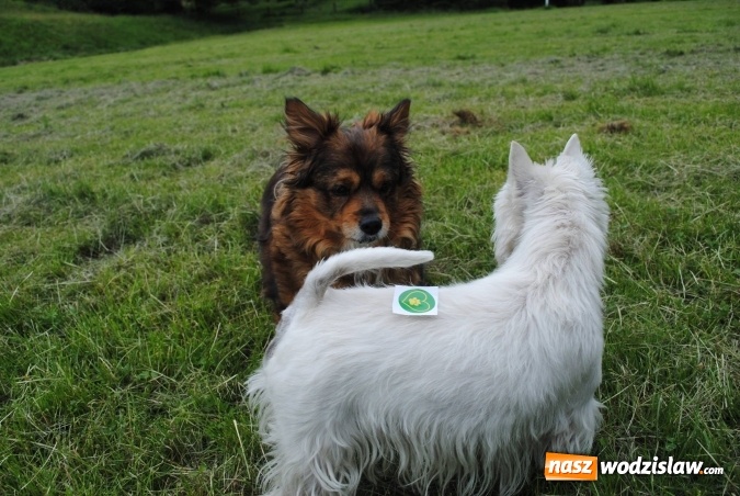 Zdjęcie w galerii na portalu naszwodzislaw.com: 