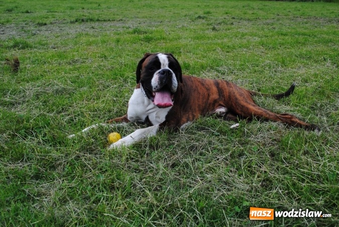 Zdjęcie w galerii na portalu naszwodzislaw.com: 