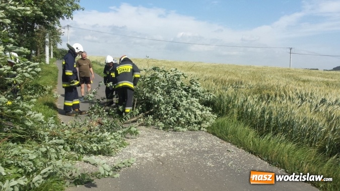 Zdjęcie w galerii na portalu naszwodzislaw.com: Wichura wyrządziła szkody. Powalone drzewo zerwało linię energetyczną, telekomunikacyjną i światłowody. Ulica Asnyka zablokowana  wiadomości z regionu