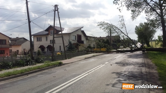 Zdjęcie w galerii na portalu naszwodzislaw.com: Wichura wyrządziła szkody. Powalone drzewo zerwało linię energetyczną, telekomunikacyjną i światłowody. Ulica Asnyka zablokowana  wiadomości z regionu
