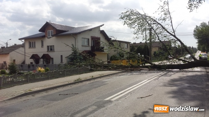 Zdjęcie w galerii na portalu naszwodzislaw.com: Wichura wyrządziła szkody. Powalone drzewo zerwało linię energetyczną, telekomunikacyjną i światłowody. Ulica Asnyka zablokowana  wiadomości z regionu