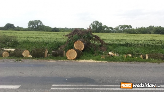 Zdjęcie w galerii na portalu naszwodzislaw.com: Wichura wyrządziła szkody. Powalone drzewo zerwało linię energetyczną, telekomunikacyjną i światłowody. Ulica Asnyka zablokowana  wiadomości z regionu