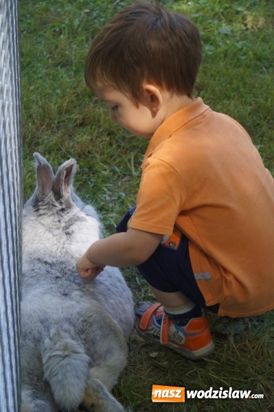 Zdjęcie w galerii na portalu naszwodzislaw.com: Wystawa drobnego inwentarza w Parku Miejskim  wiadomości z regionu