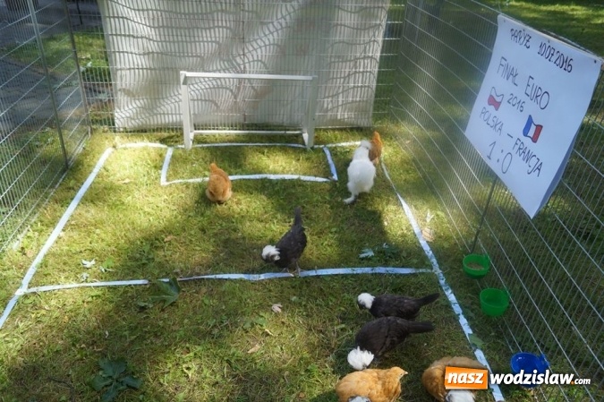 Zdjęcie w galerii na portalu naszwodzislaw.com: Wystawa drobnego inwentarza w Parku Miejskim  wiadomości z regionu