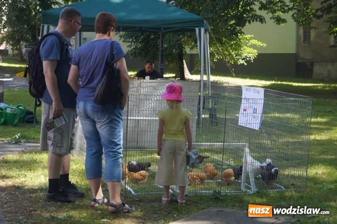 Zdjęcie w galerii na portalu naszwodzislaw.com: Wystawa drobnego inwentarza w Parku Miejskim  wiadomości z regionu
