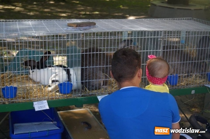 Zdjęcie w galerii na portalu naszwodzislaw.com: Wystawa drobnego inwentarza w Parku Miejskim  wiadomości z regionu